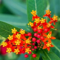 Blood Flower Milkweed Seeds - 100 Seeds - Food and Host Plant for Monarch Butterflies Tropical Milkweed