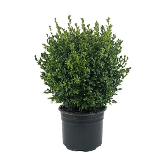 Direct Gardening Green Mountain Boxwood Broadleaf Evergreen Shrub, 3-Gallon Potted Plant