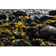 thumbnail image 2 of Crane, Rita 14x11 Gold Ornate Wood Framed with Double Matting Museum Art Print Titled - Rocky Shore II, 2 of 4
