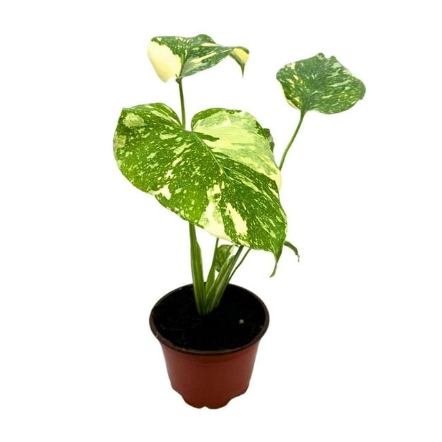 Monstera Thai Constellation