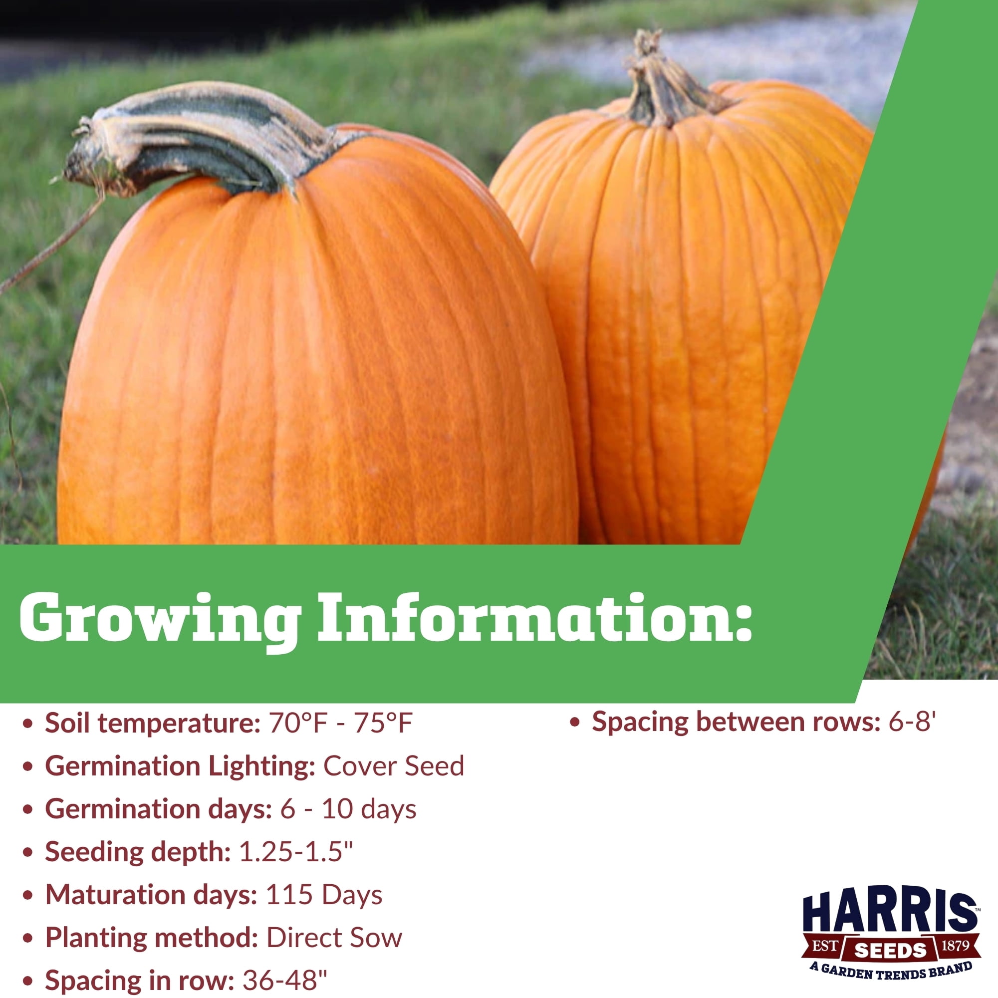 Harris Seeds Howden Biggie Pumpkin, Large Dark Orange Fruits for Fall Displays and Harvest Decorations, Treated, 250 Count