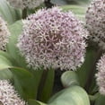 thumbnail image 2 of Van Zyverden Allium Karataviense Set of 7 Bulbs Purple Part Sun, 2 of 9
