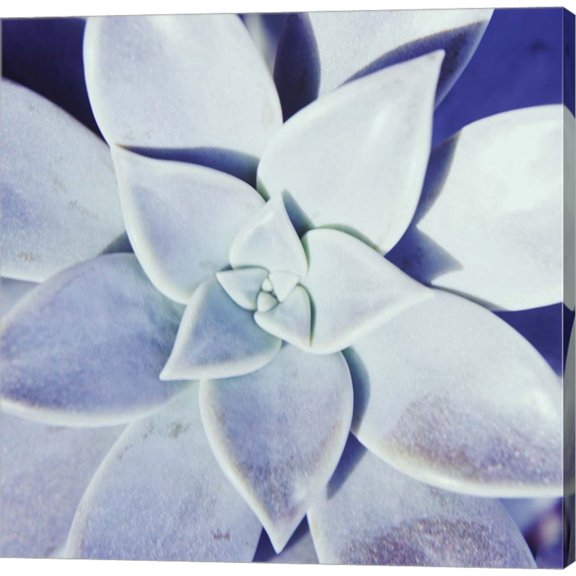 Ultra Violet II by Jason Johnson, Canvas Wall Art, 12W x 12H