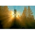 thumbnail image 2 of Jaynes Gallery 24x17 Gold Ornate Wood Framed with Double Matting Museum Art Print Titled - Canada-Quebec-Chibougamau Trees in fog at sunrise, 2 of 4