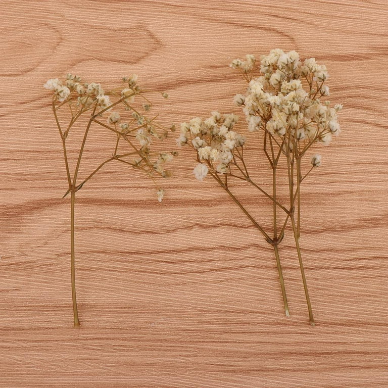 Natural Pressed Dried Flowers for Epoxy Resin Art Craft Pendant