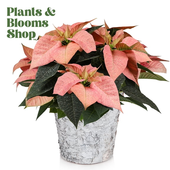 Plants and Blooms 14-16" Candy Pink Cinnamon Poinsettia Live Plant in 6" Birch Wood Pot with Bronze Glitter, House Plant