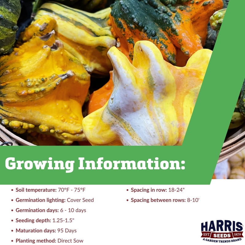 Harris Seeds Gourd Gizmo Mix , Multicolor Winged Decorative Gourds for Fall Displays, Treated, 250 Count
