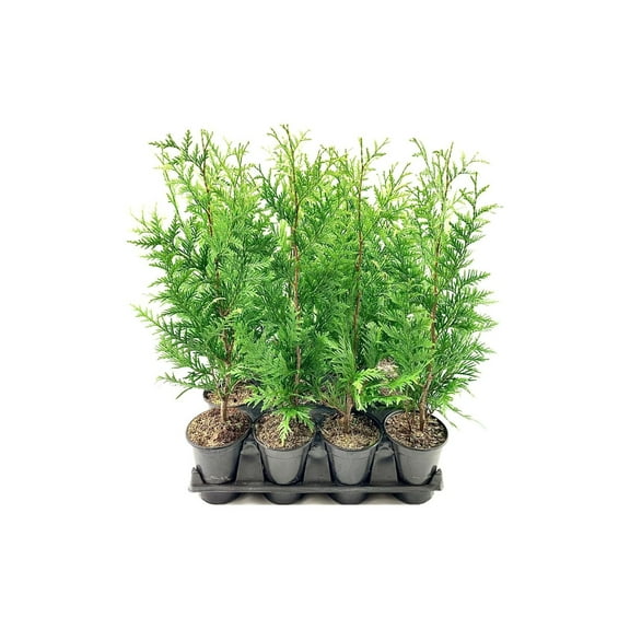 Thuja Arborvitae Green Giant - 10 Live Quart Size Plants - Evergreen Privacy Trees