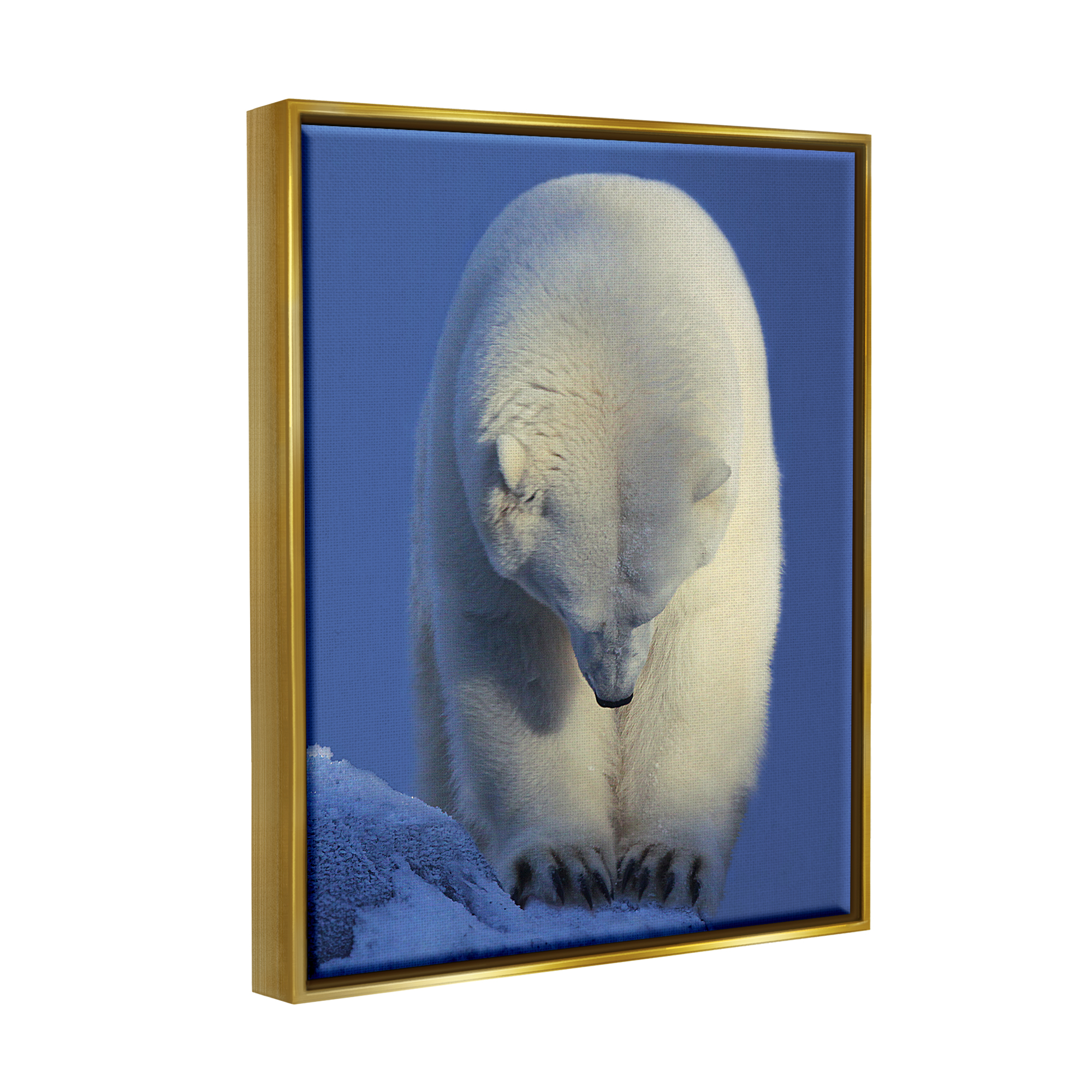 Stupell Industries Polar Bear Photography Animals & Insects Photography Gold Floater Framed Art Print Wall Art, 25 x 31