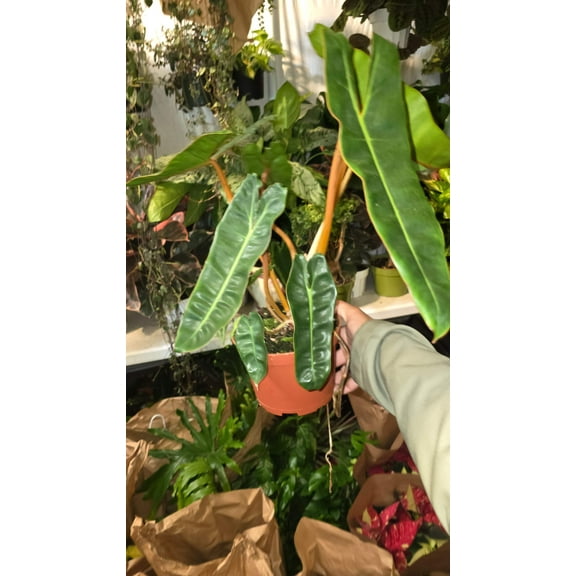 6 Inch Pot - Philodendron Billietia Rare Plant- Get Similar