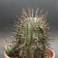 thumbnail image 5 of Euphorbia Horrida Boiss, Rare Succulent, Live Plant in 4" pot, 5 of 5