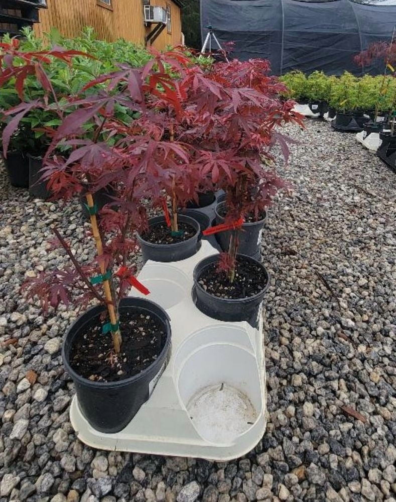 Shaina Dwarf Japanese Maple - Live Plant - ( 2.5 QT )