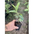 thumbnail image 5 of Pink Guava Plant Psidium Guajava - Live Plant, 5 of 7
