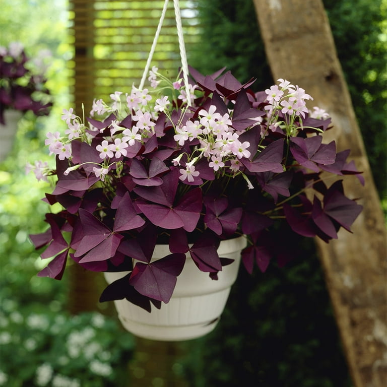 Van Zyverden Oxalis Triangularis Set of 12 Bulbs Purple Partial