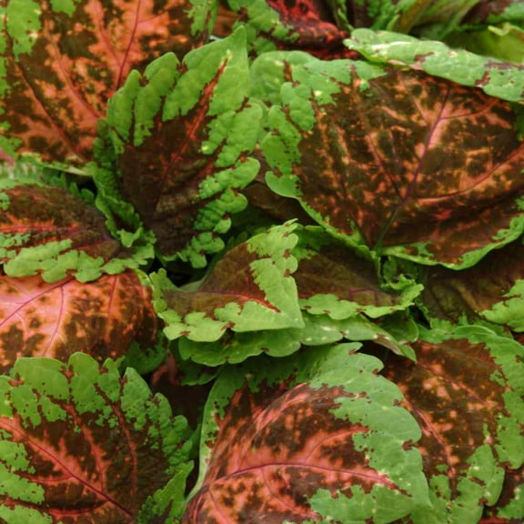 Outsidepride Coleus Kong Salmon Pink - 20 Seeds
