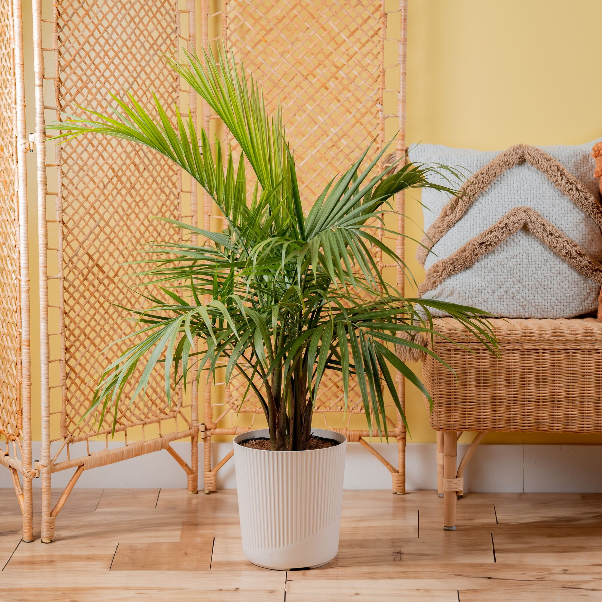 Costa Farms 32" Tall Majesty Palm Live House Plants in 10" Décor Pot