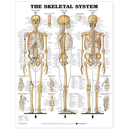 - The Skeletal System Anatomical Chart By Anatomical Chart Company