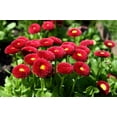 thumbnail image 5 of 100 RED ENGLISH DAISY Bellis Perennis Double Flower Seeds, 5 of 8