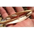 thumbnail image 4 of TomorrowSeeds - Pinto Bean Seeds - 30+ Count - For 2025 Planting Heirloom Spanish Speckled Bush, 4 of 9