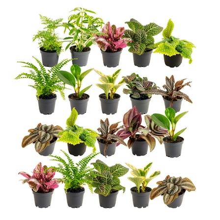 Costa Farms 4" Tiny Plants Assorted Live House Plants in 4" Grower Pot 20 (Count)