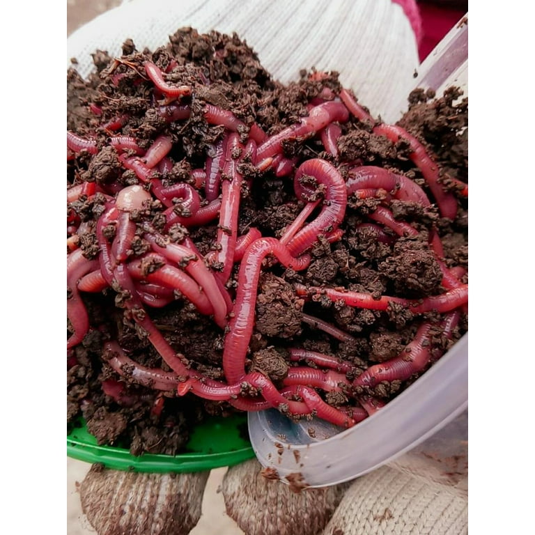 Red Wiggler Composting
