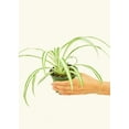 thumbnail image 2 of Chlorophytum Comosum Variegata Live Green Plant in 4" Pot, 2 of 6