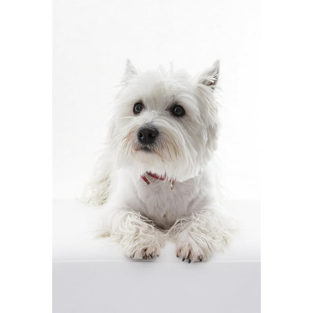 Dog West Highland White Terrier Westi Pet Animal Inch By 30 Inch Laminated Poster With Bright Colors And Vivid Imagery Fits Perfectly In Many Attractive Frames Walmart Com Walmart Com