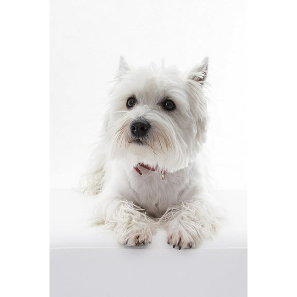 Dog West Highland White Terrier Westi Pet Animal Inch By 30 Inch Laminated Poster With Bright Colors And Vivid Imagery Fits Perfectly In Many Attractive Frames Walmart Com Walmart Com Dog West Highland White Terrier Westi Pet Animal Inch By 30 Inch Laminated Poster With Bright Colors And Vivid Imagery Fits Perfectly In Many Attractive Frames Walmart Com Walmart Com