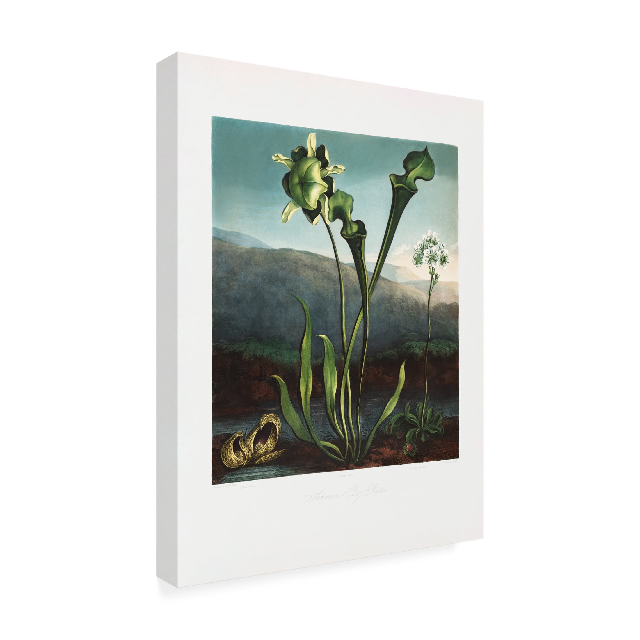 Trademark Fine Art Pictufy American Bog Plants from The Temple of Flora 1807 Canvas Wall Art