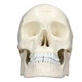 thumbnail image 2 of 1:1 Skull Model, PVC Material Detachable Skull Bone  for Anatomy Learning Course, 2 of 7