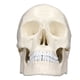 thumbnail image 2 of Modelo de cráneo de cabeza humana, simulación 1:1 modelo de cráneo de cabeza humana modelo de cráneo de PVC probado profesionalmente, 2 of 8