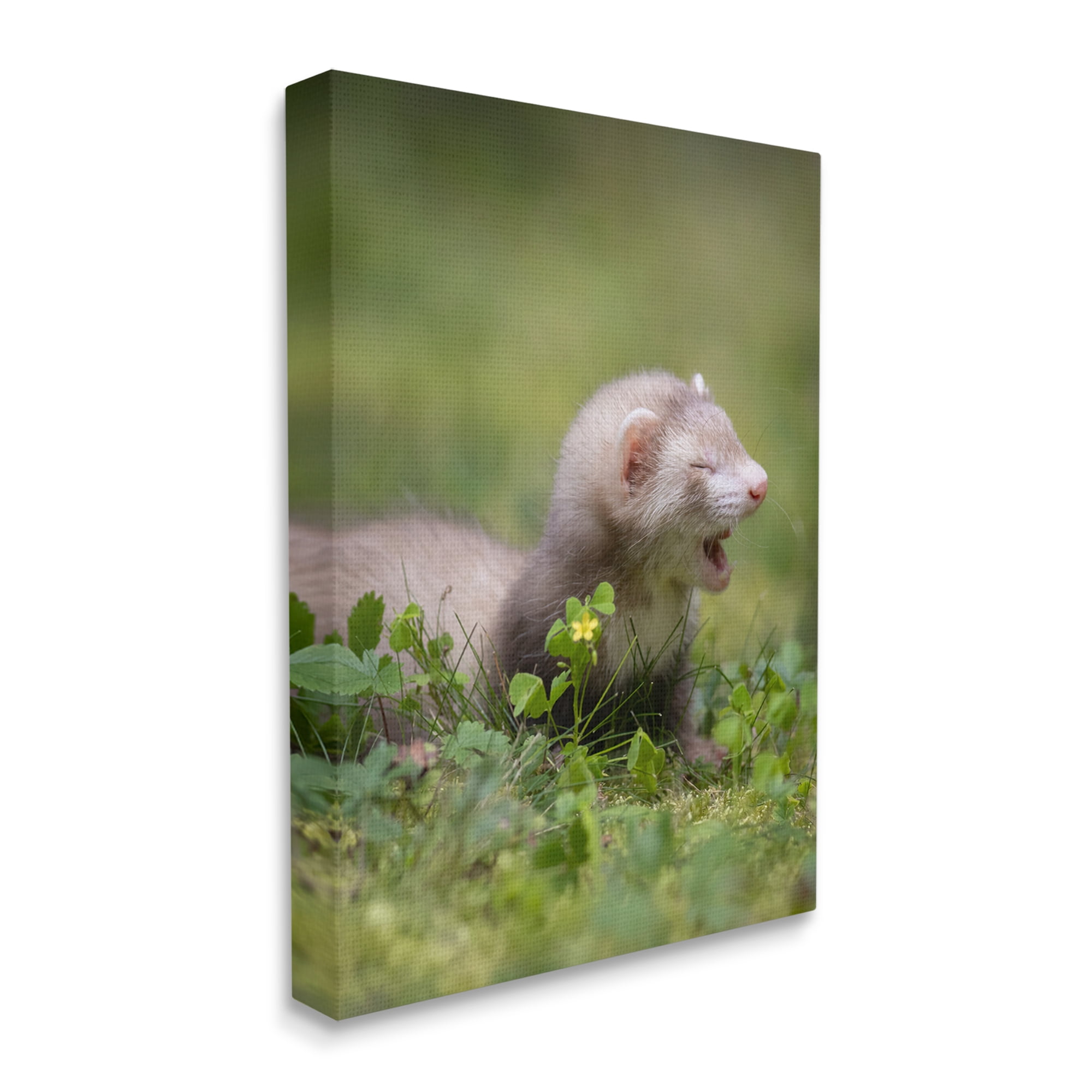 Stupell Industries Baby Ferret in Grass Animals & Insects Photography Gallery Wrapped Canvas Art Print Wall Art, 30 x 40