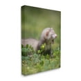 thumbnail image 4 of Stupell Industries Baby Ferret in Grass Animals & Insects Photography Gallery Wrapped Canvas Art Print Wall Art, 16 x 20, 4 of 8