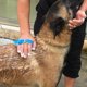 thumbnail image 5 of Cabezal de ducha para mascotas CHAO herramienta de baño para perros con cepillo manguera de PVC, 5 of 5