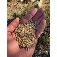 thumbnail image 4 of Plant Good Seed Hulless Oat Seeds for Planting: Organic Grain, 275 Seed Packet, 4 of 5