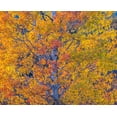 thumbnail image 2 of Gulin, Sylvia 24x20 White Modern Wood Framed Museum Art Print Titled - Wyoming-Jackson-Grand Teton National Park and fall colors on Aspen Trees, 2 of 4