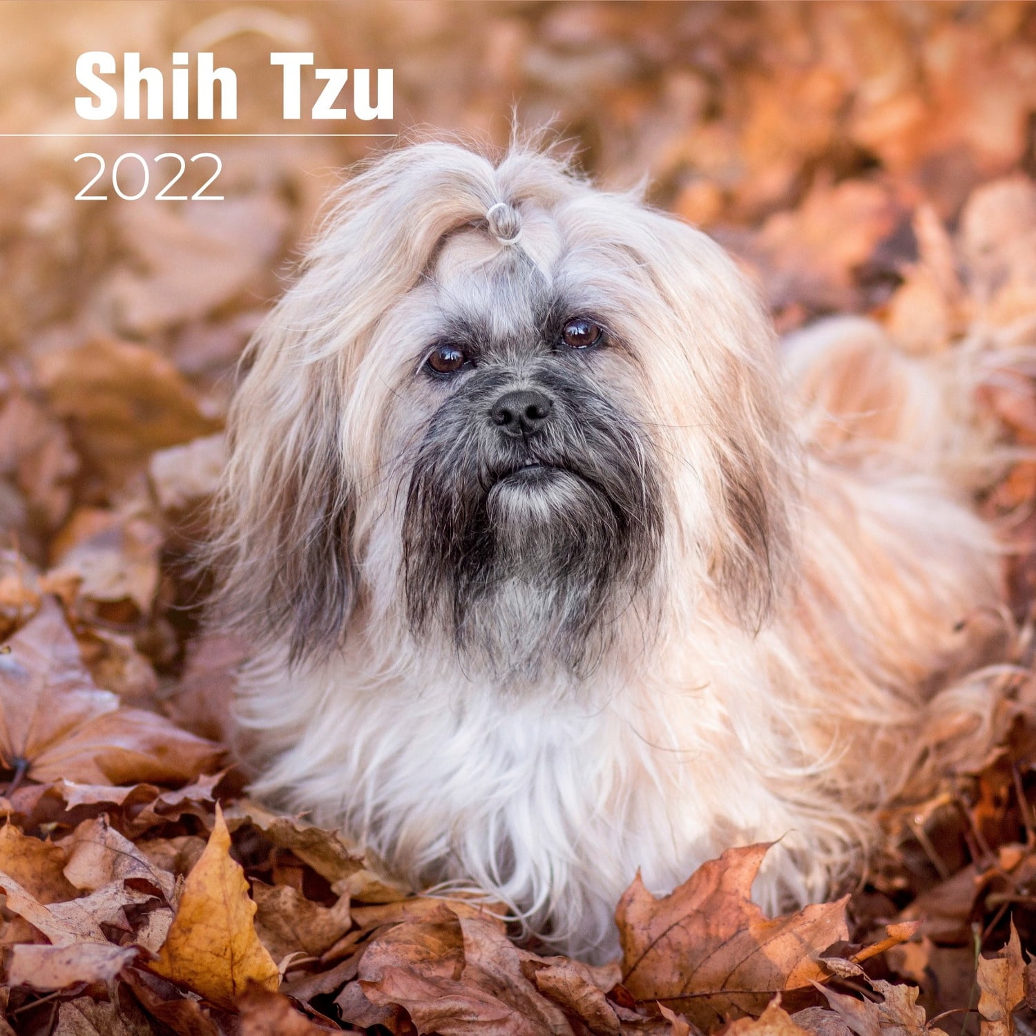 Shih Tzu Calendar 2022 Shih Tzu Dog Breed Calendar Shih Tzus Shih Tzu Calendar 2022 Shih Tzu Dog Breed Calendar Shih Tzus