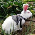 thumbnail image 1 of Sonew Rabbit Harness, Rabbit Clothes, Gentlemanly Style For Rabbits Pets, 1 of 8