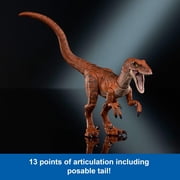 Jurassic World Hammond Collection Velociraptor Tiger Dinosaur Action Figure, 13 Points Articulation
