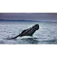 thumbnail image 2 of Norring, Tom 14x10 White Modern Wood Framed Museum Art Print Titled - Humpback Whale breaching Monterey Bay-California-USA, 2 of 4