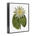 thumbnail image 3 of Stupell Industries French Country Vintage Water Lily Floral and Pond Plant Pad Black Framed Giclee Art, 16 x 20, by Lettered and Lined, 3 of 8