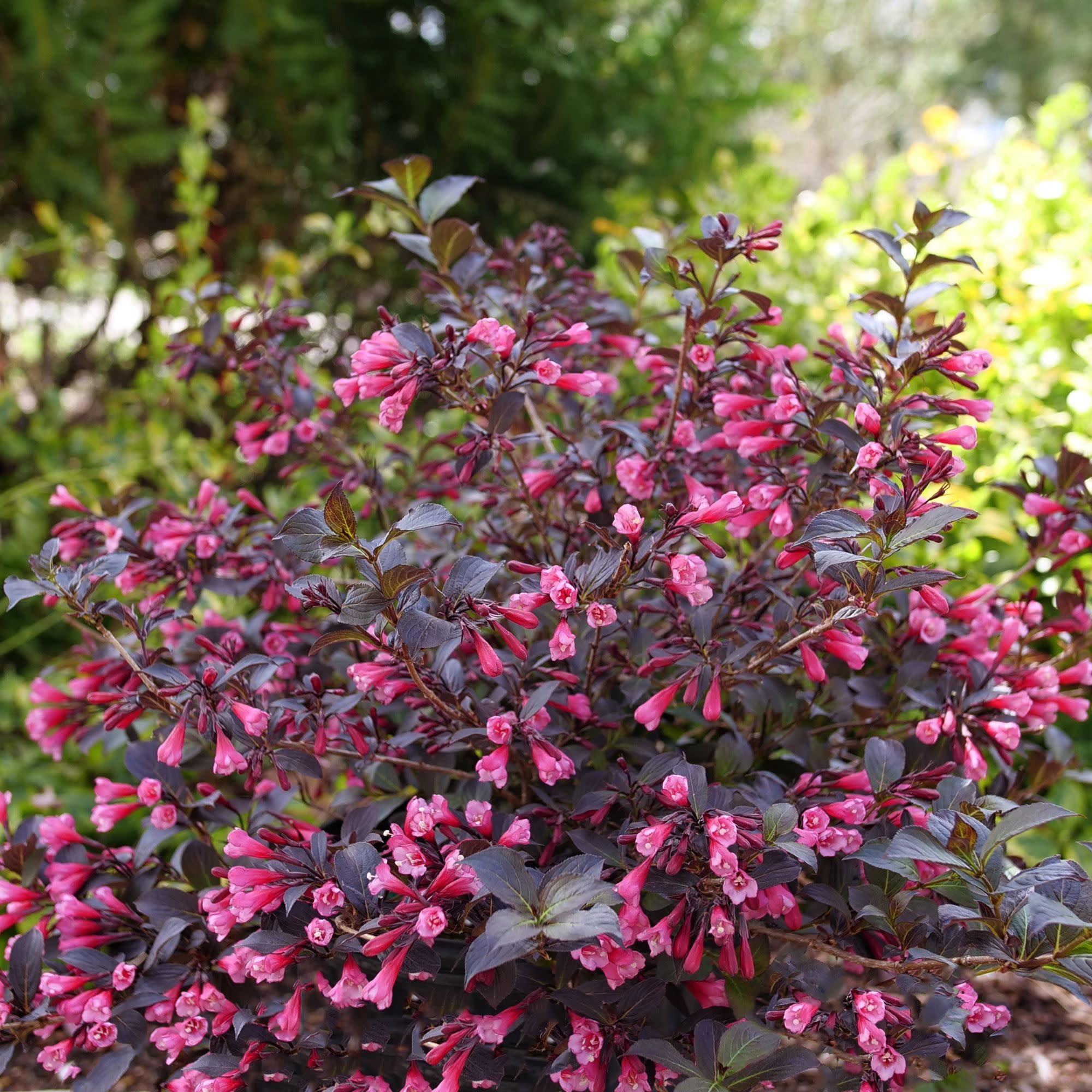 Proven Winners ColorChoice 5" Pink Very Fine Wine Weigela Live Plant in 4.5" Pot (4 Count)
