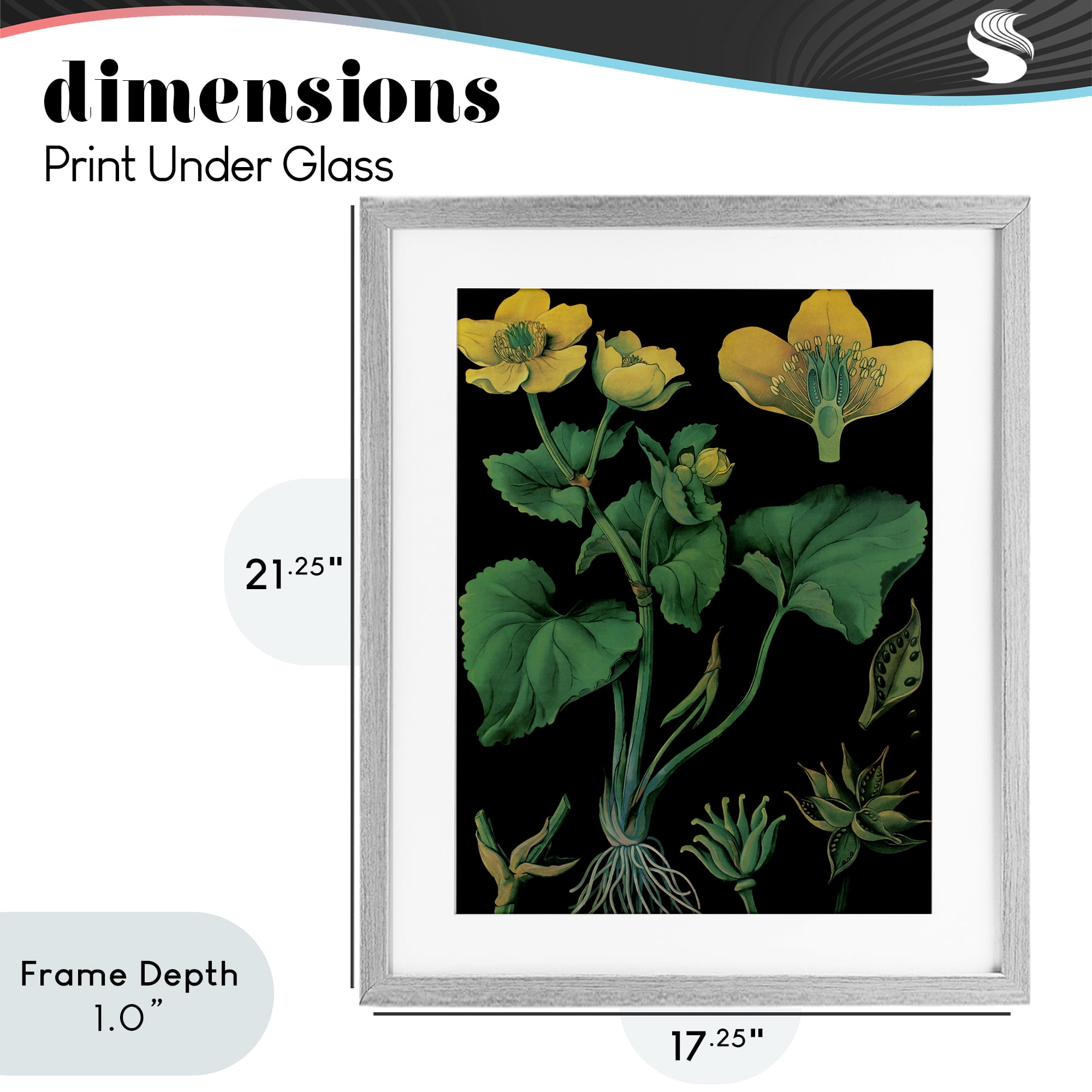 Stupell Industries Marsh Marigold Illustration Study Gray Framed Print Under Glass, design by Vintage Hustle