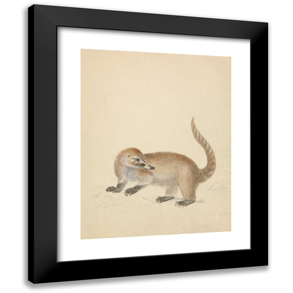 James Sowerby 12x14 Black Modern Framed Museum Art Print Titled - By Coatimundi