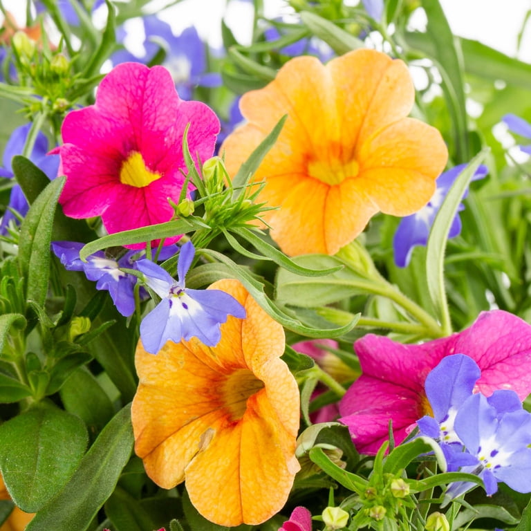 Better Homes & Gardens 3QT Multicolor Annual Combo Water Wheel