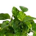 thumbnail image 4 of United Nursery Live Golden Pothos Plant 8-12 inches Tall in 6 inch Grower Pot, Low Indirect Light, 4 of 11