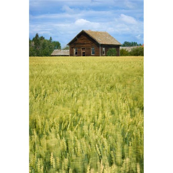 Affiche Imprimée Ferme & Champ de Blé Calmar Alberta Canada, Grand - 22 x 34