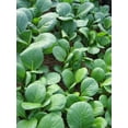 thumbnail image 1 of 1500 SPINACH MUSTARD TENDERGREEN Komatsuna Greens Brassica Rapa Vegetable Seeds, 1 of 1