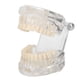 thumbnail image 1 of Modelo de enseñanza de dientes simulación acrílica Modelo de dientes dentales conveniente para demostración de enseñanza ANGGREK Otros, 1 of 8