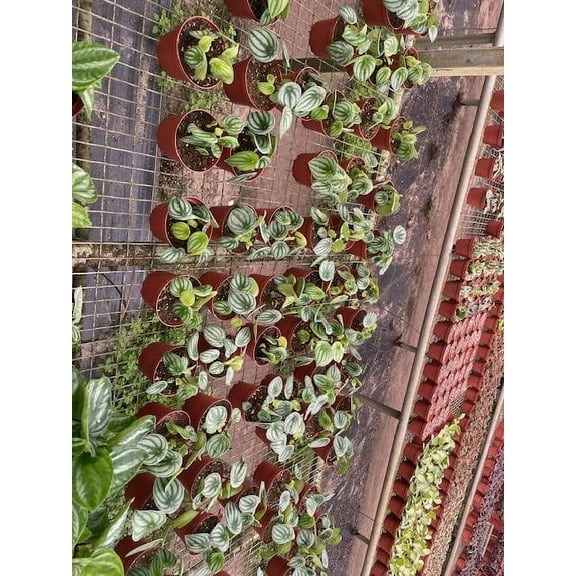 Harmony Foliage Watermelon Peperomia in 4 inch pots 30-Pack Bulk Wholesale Plants Pep argyreia